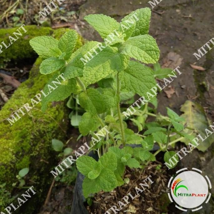 

Terlaris Bibit Pohon Appel Mint - Tanaman Daun Mint Apel - Tanaman Herbal