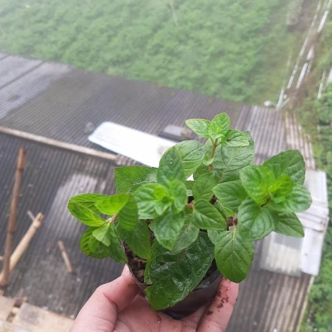 

Terlaris Bibit Mint, Daun Mint, Tanaman Mint, Berries Cream Mint