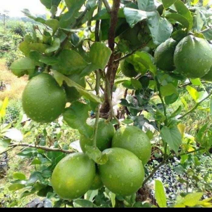 

Terlaris Bibit Tanaman Buah Jeruk Nipis Asli/ Jeruk Nipis Unggul Berkualitas Barang Super