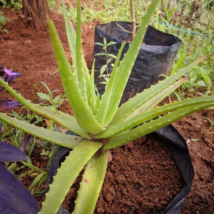 

Terlaris Bibit Tanaman Hias Herbal Lidah Buaya
