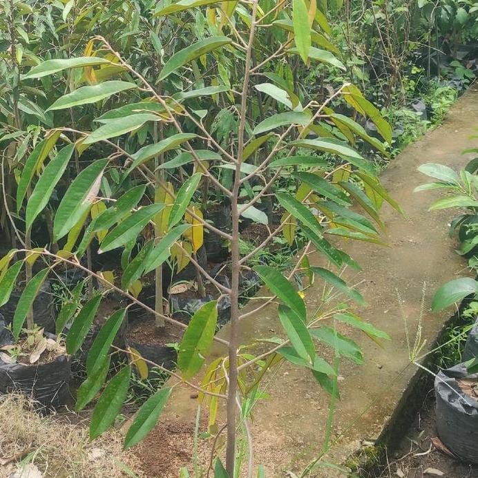 

Terlaris Bibit Durian Musangking Ukuran 1 Meter - Stok Tersedia
