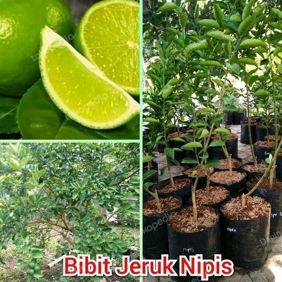 

Terlaris Tanaman Bibit Buah Jeruk Nipis Super Jumbo Mantab
