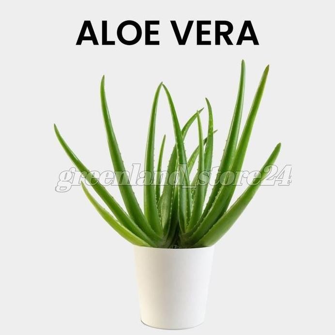 

Terlaris Bibit Pohon Lidah Buaya - Lidah Buaya - Aloevera - Tanaman Herbal