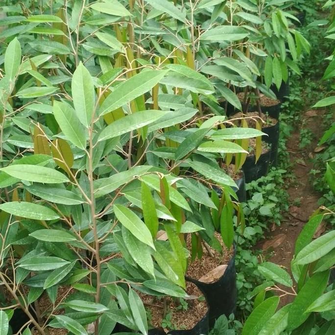 

Terlaris Bibit Tanaman Buah Durian Musang King 3 Kaki ..1 Meter