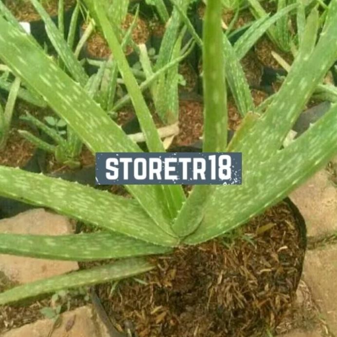

Terlaris Bibit Tanaman Obat Lidah Buaya Daun Lidah Buaya