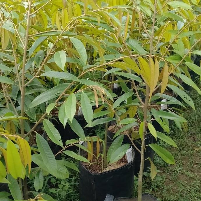 

Terlaris Bibit Durian Musangking Kaki Tunggal Siap Tanam Hasil Stek Okulasi Valid Bergaransi