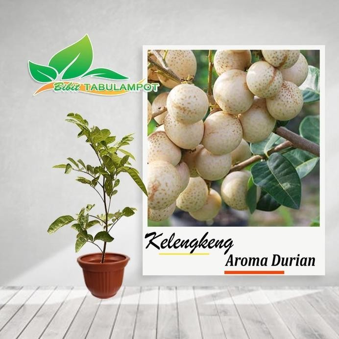 

Terlaris Bibit Tanaman Buah Kelengkeng Aroma Durian