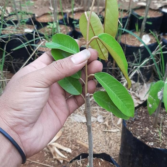 

Terlaris Bibit Durian Supertembaga Super