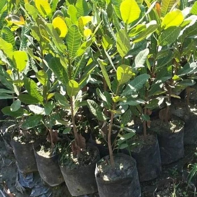 

Terlaris Bibit Jambu Mete Siap Tanam Per 1 Bibit Original