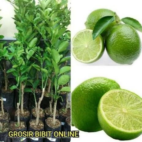 

Terlaris Bibit Tanaman Buah Jeruk Nipis Jumbo Siap Berbuah / Pohon Jeruk Nipis