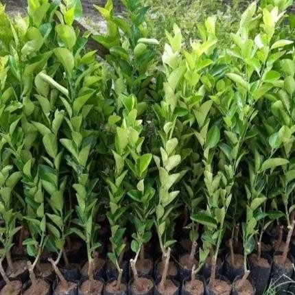 

Terlaris Bibit Tanaman Pohon Jeruk Nipis Jaminan Asli Atz