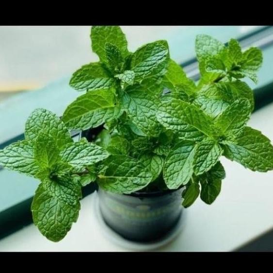 

Terlaris Terlaris!! ( Bisa Cod ) Bibit Tanaman Daun Mint / Pohon Daun Mint