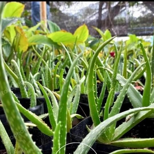 

Terlaris Bibit Tanaman Lidah Buaya - Pohon Aloe Vera - Tanaman Herbal