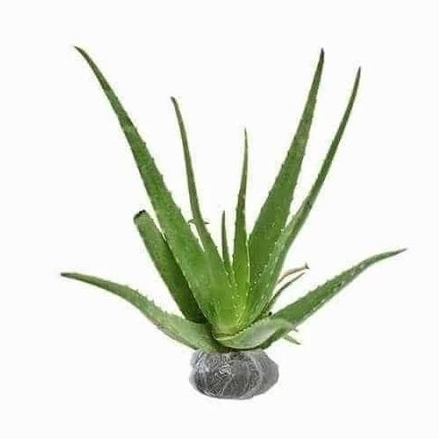 

Terlaris Bibit Lidah Buaya