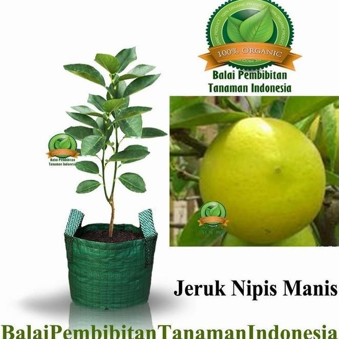 

Terlaris Bibit Jeruk Nipis Manis / Bibit Buah / Tanaman Atz
