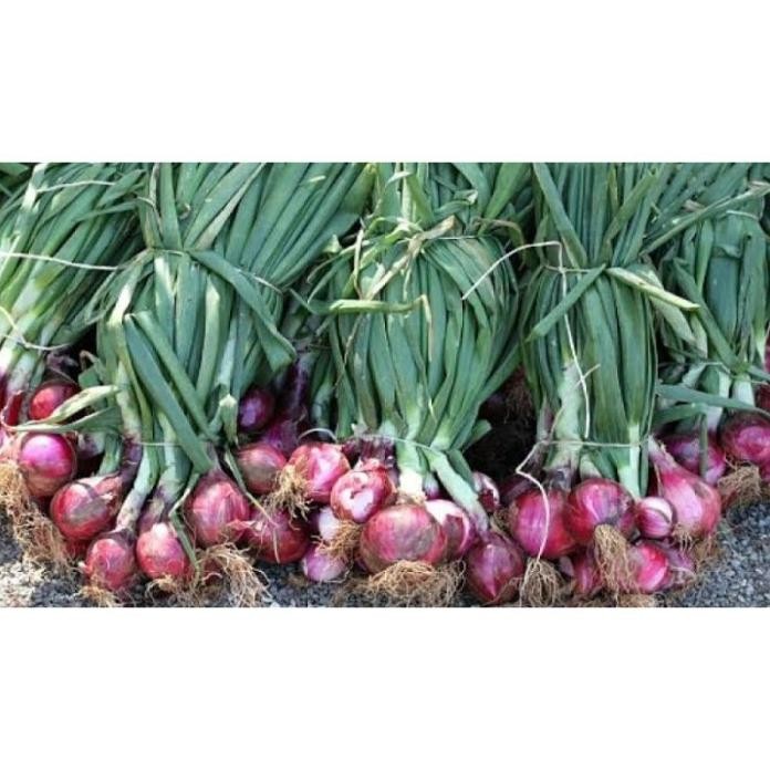 

Terlaris 50 Benih Bawang Merah Lokananta Cap Panah Merah - Bibit Tanaman Sayur Sayuran Seribu