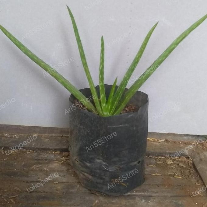 

Terlaris Bibit Tanaman Lidah Buaya