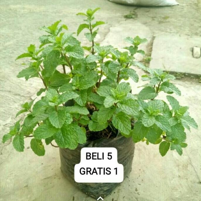 

Terlaris Bibit Daun Mint Tanaman Herbal Rimbun