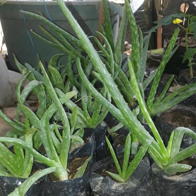 

Terlaris Bibit Tanaman Lidah Buaya