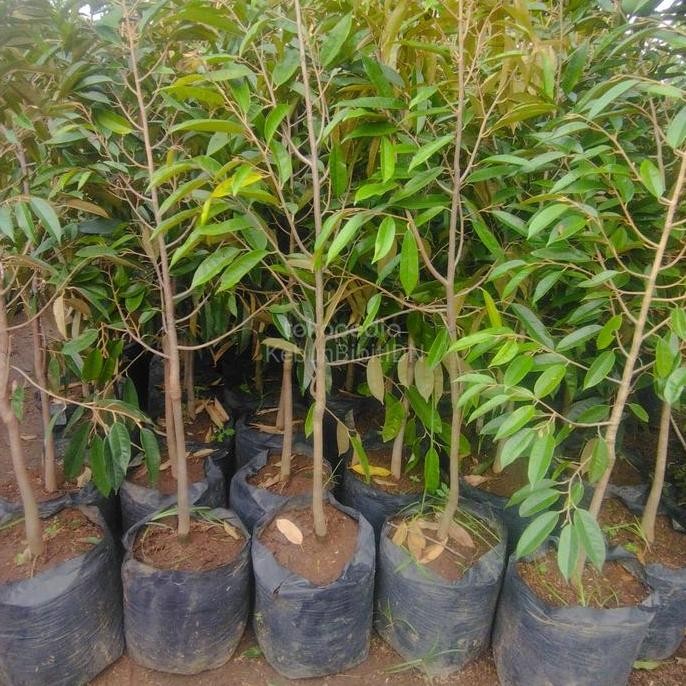

Terlaris Bibit Tanaman Durian Kaki 1 Tinggi 1,5M Up Batang Besar