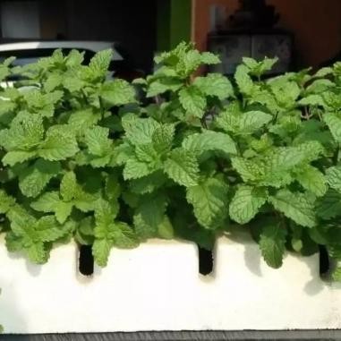 

Terlaris Griyana-Tanaman Daun Mint Bibit Mint Banyak Hasiat