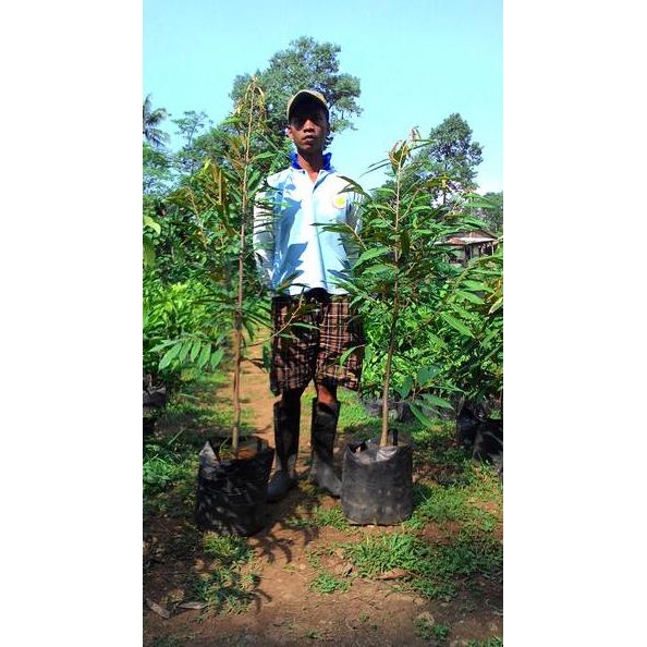 

Terlaris Bibit Durian Musang King 2M(4Tahun Siap Buah)Kusus Wil Bogor