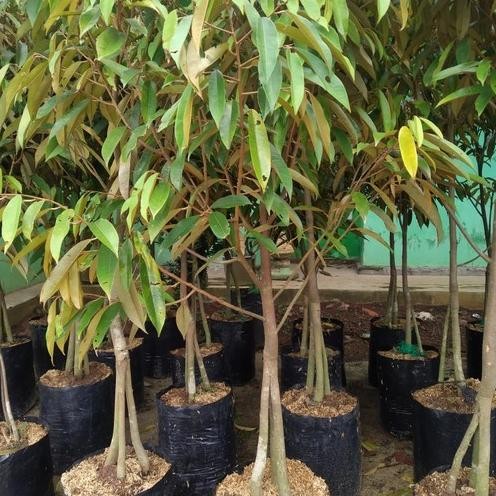 

Terlaris Bibit Durian Musangking Kaki 3 Tinggi 1 Meter Up - Durian Premium