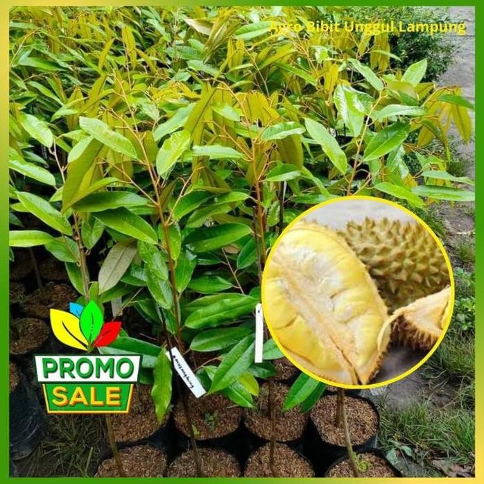 

Terlaris Bibit Durian Masmuar Asli Tanaman Sudah Okulasi Cepat Berbuah