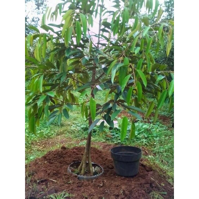 

Terlaris Bibit Durian Musangking Kaki Tiga Super, Okulasi Cepat Berbuah