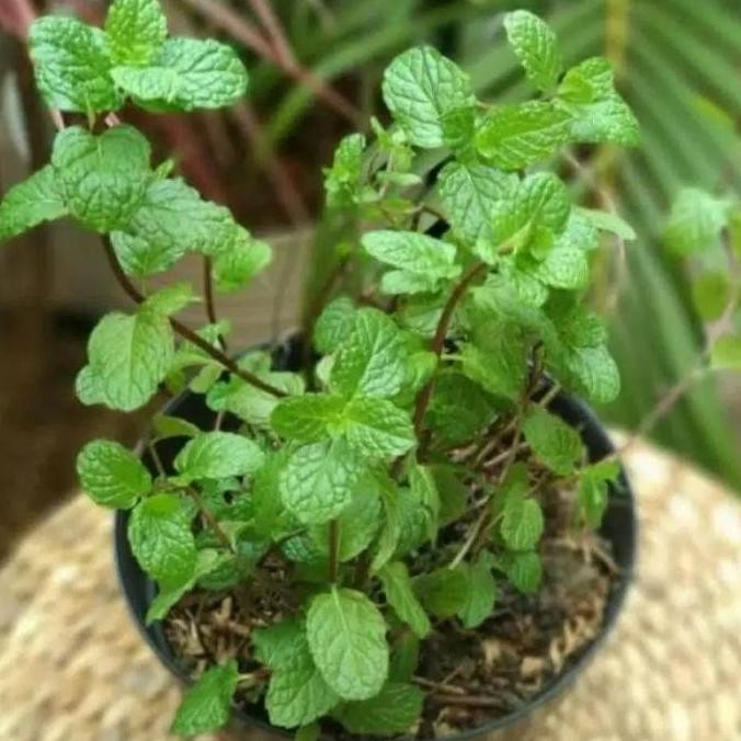 

Terlaris Ankn Bibit Tanaman Mint, Daun Mint, Tanaman Herbal Daun Mint