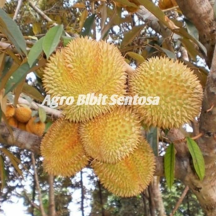 

Terlaris Bibit Pohon Durian Musangking Super Kaki 3 Asli Import