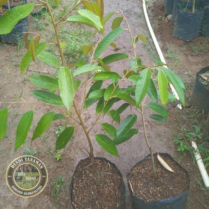 

Terlaris Bibit Pohon Durian D24 Kaki Tunggal / Tanaman Buah Durian