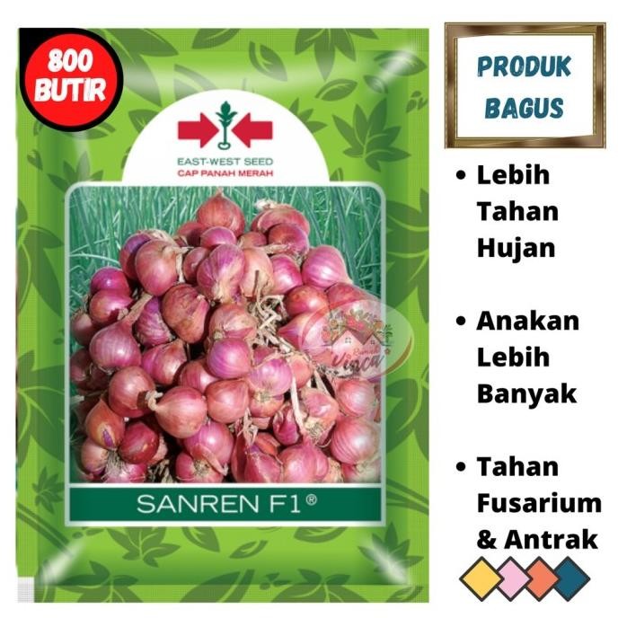 

Terlaris Ready Benih Biji Bibit Bawang Merah Dari Biji Sanren F1 800Butir Tss Dari Cap Panah Merah