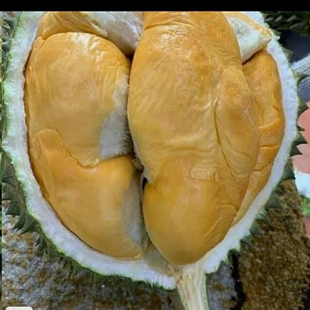 

Terlaris Bibit Durian Mentega Super