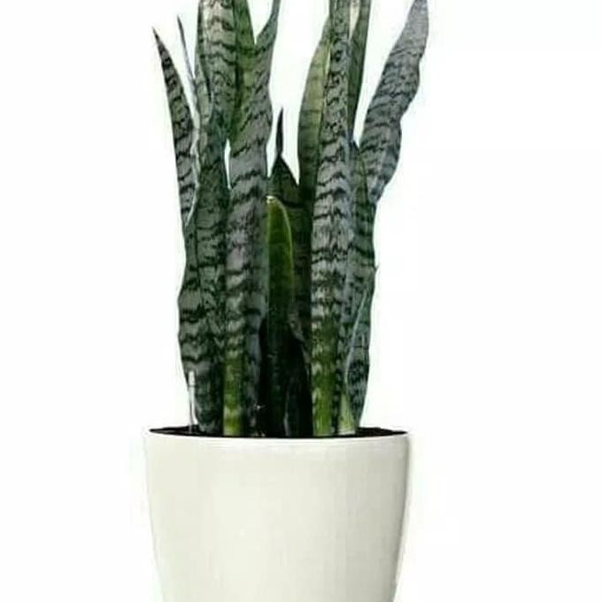 

Terlaris Promo 50 Bibit Sansevieria Mix Pencegah Radiasi Atau Lidah Buaya