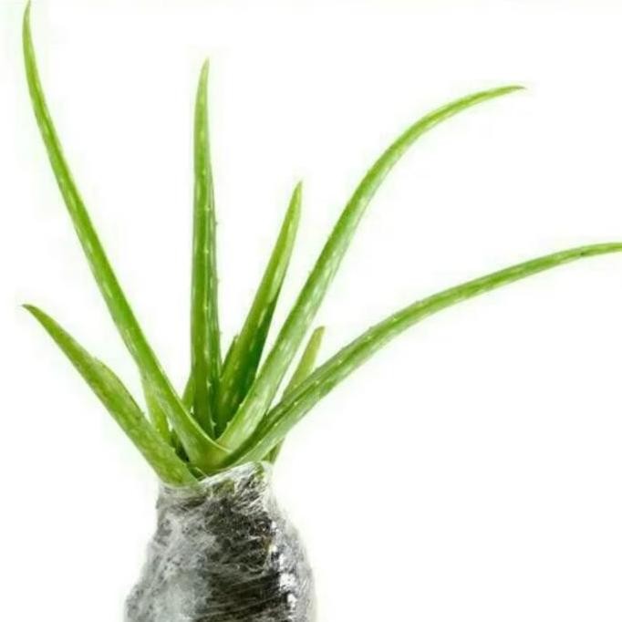 

Terlaris Bibit Pohon Tumbuhan Tanaman Lidah Buaya Lidabuaya Lida Buaya
