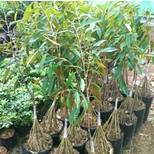 

Terlaris Bibit Durian Musangking Kaki 20 Jumbo