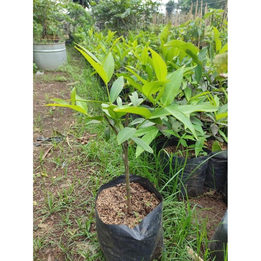 

Terlaris Bibit Pohon Jambu Deli Madu Uk 80-100Cm