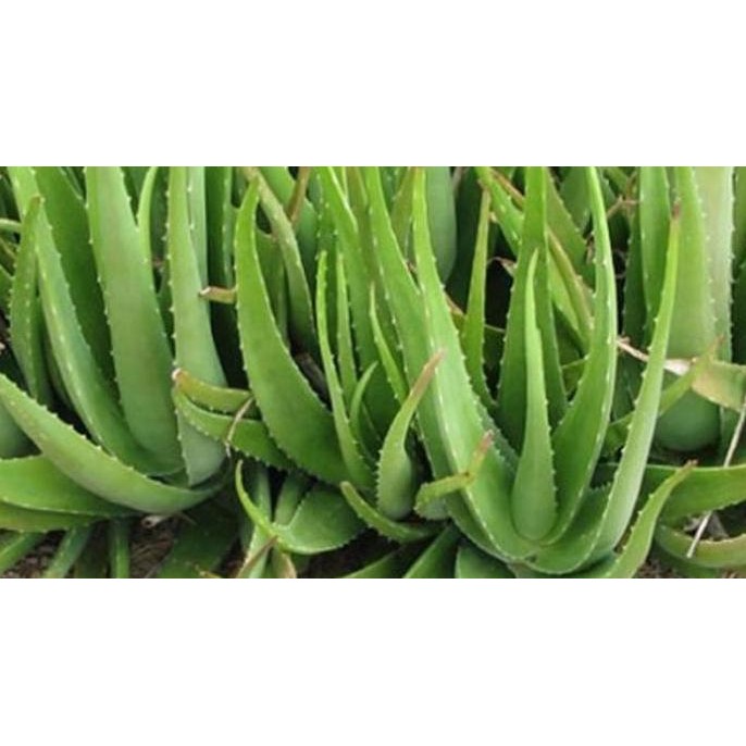 

Terlaris Bibit Lidah Buaya / Aloe Vera