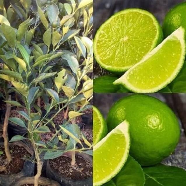 

Terlaris Teercayaa Obral Bibit Jeruk Nipis - Tanaman Pohon Jeruk Nipis | Buah Tos