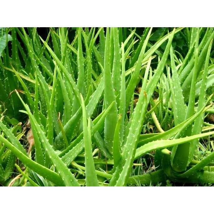 

Terlaris Bibit Tanaman Lidah Buaya Ukuran Besar ( Tinggi Rata2 40Cm Keatas )