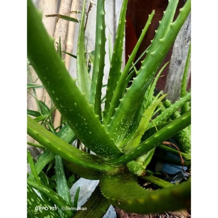 

Terlaris Bibit Lidah Buaya Aloevera Organik