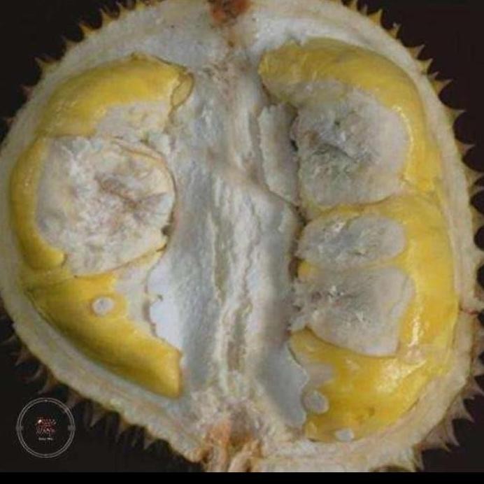 

Terlaris Bibit Durian Matahari Super Unggul