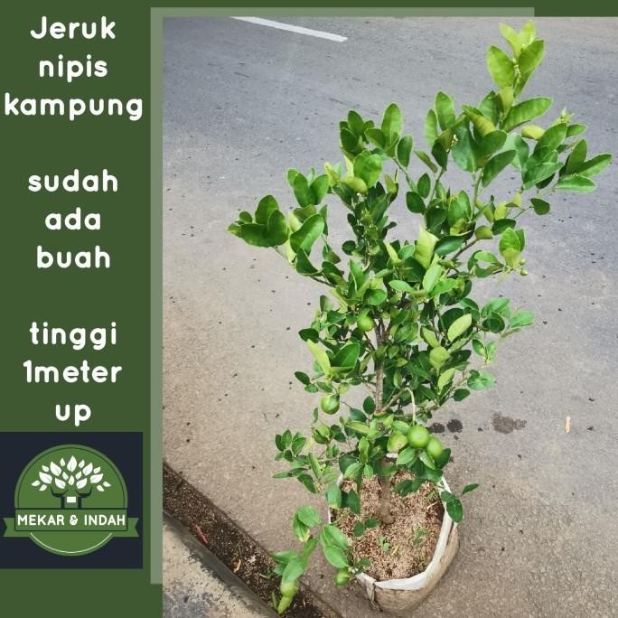 

Terlaris Bibit Pohon Jeruk Nipis Berbuah, Tanaman Jeruk Nipis Kampung