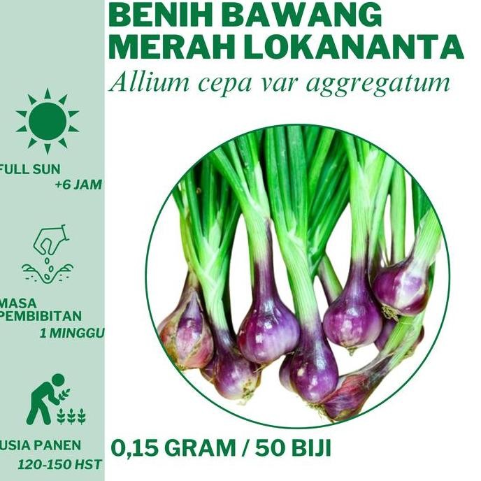

Terlaris 17 Benih Bawang Merah Lokananta Cap Panah Merah Bibit Unggulan Hidroponik Tanam