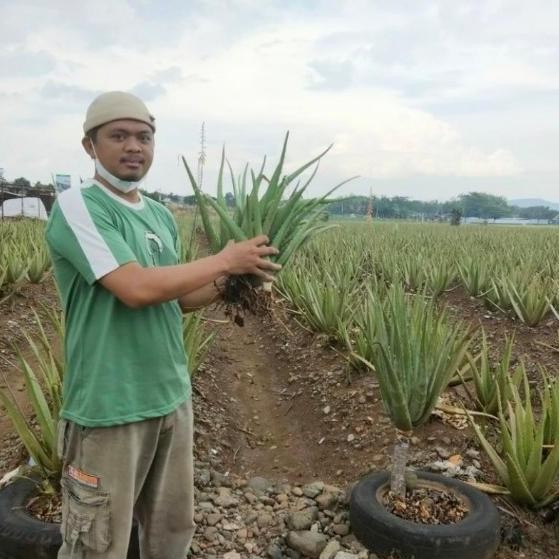 

Terlaris Bibit Tanaman Lidah Buaya Jumbo Kalimantan