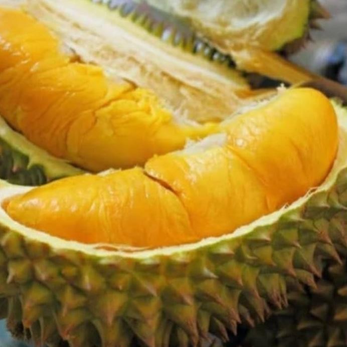 

Terlaris Murah Bibit Tanaman Buah Durian Monthong Thailand Super Ruyrbe 6116Oz