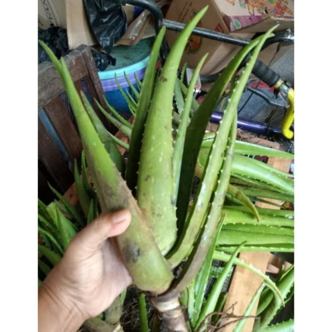 

Terlaris Bibit Lidah Buaya Jumbo Sinensis / Barbanensis Jlfksi 5160Gf