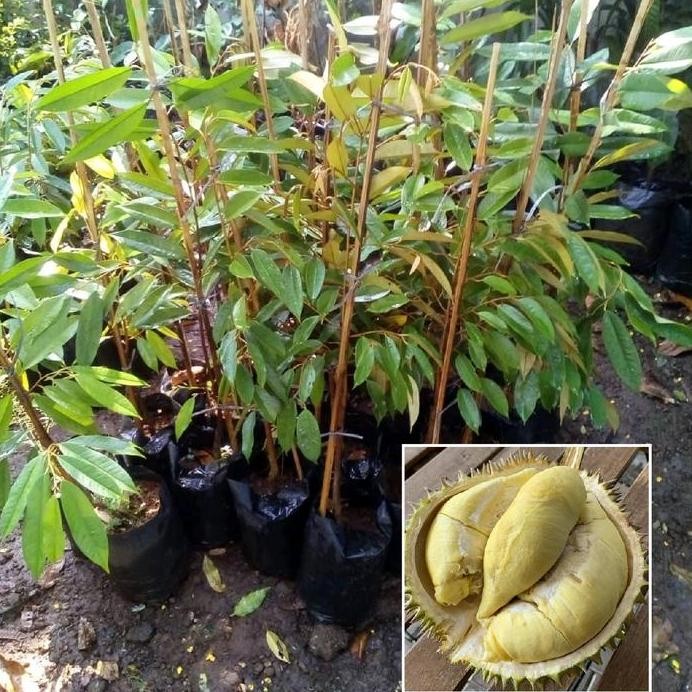 

Terlaris Bibit Durian Monthong Okulasi Super Unggul