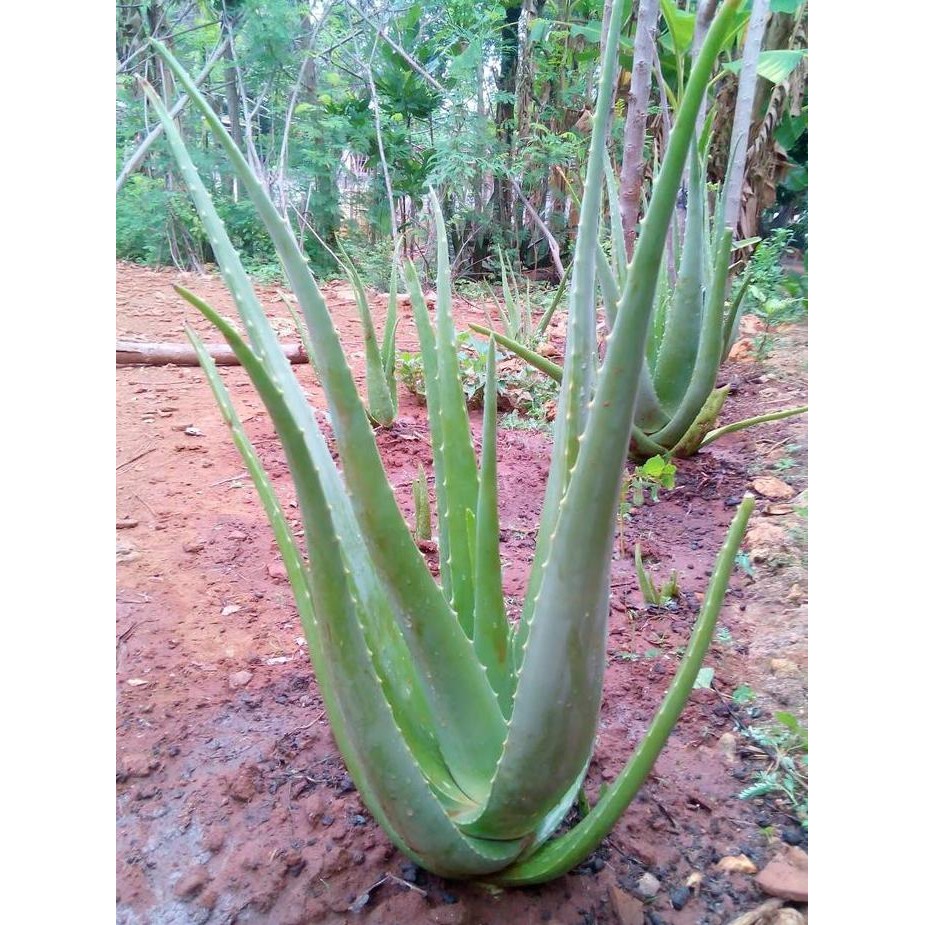 

Terlaris Bibit Lidah Buaya /Aloe Vera Ukuran Besar